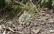 Anteprima di Gymnocalycium schroederianum