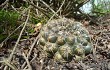 Preview photo Gymnocalycium schroederianum