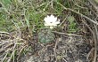 Anteprima di Gymnocalycium schroederianum