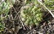 Vista previa de Gymnocalycium schroederianum