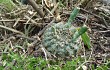 Preview photo Gymnocalycium schroederianum