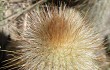 Preview photo Echinopsis nothohyalacantha