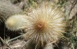 Preview photo Echinopsis nothohyalacantha