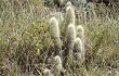 Anteprima di Echinopsis nothohyalacantha