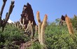 Anteprima di Echinopsis nothohyalacantha