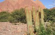 Vista previa de Echinopsis nothohyalacantha