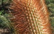 Preview photo Echinopsis nothohyalacantha