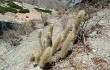 Anteprima di Echinopsis nothohyalacantha