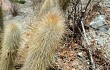 Vista previa de Echinopsis nothohyalacantha