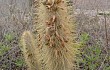 Anteprima di Echinopsis nothohyalacantha