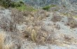 Vista previa de Echinopsis nothohyalacantha