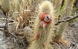 Anteprima di Echinopsis nothohyalacantha