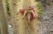 Preview photo Echinopsis nothohyalacantha