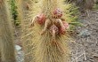 Vista previa de Echinopsis nothohyalacantha