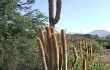 Vista previa de Echinopsis nothohyalacantha