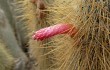 Vista previa de Echinopsis nothohyalacantha