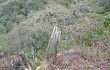 Vista previa de Echinopsis nothohyalacantha