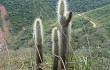 Anteprima di Echinopsis nothohyalacantha