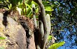 Vista previa de Echinopsis nothohyalacantha