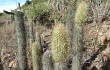 Anteprima di Echinopsis nothohyalacantha