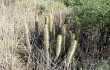 Preview photo Echinopsis nothohyalacantha