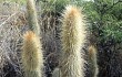 Vista previa de Echinopsis nothohyalacantha