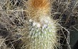 Preview photo Echinopsis nothohyalacantha