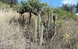 Preview photo Echinopsis nothohyalacantha