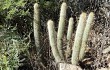 Anteprima di Echinopsis nothohyalacantha