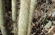 Vista previa de Echinopsis nothohyalacantha