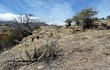 Vista previa de Echinopsis nothohyalacantha