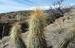 Vista previa de Echinopsis nothohyalacantha