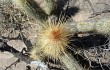 Preview photo Echinopsis nothohyalacantha