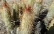 Preview photo Echinopsis nothohyalacantha