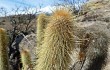 Anteprima di Echinopsis nothohyalacantha