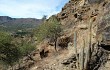 Vista previa de Echinopsis nothohyalacantha