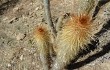 Anteprima di Echinopsis nothohyalacantha