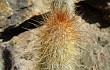 Preview photo Echinopsis nothohyalacantha