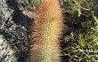 Anteprima di Echinopsis nothohyalacantha