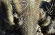 Preview photo Echinopsis nothohyalacantha