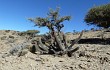 Vista previa de Echinopsis nothohyalacantha