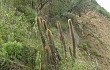 Vista previa de Echinopsis nothohyalacantha