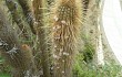 Preview photo Echinopsis nothohyalacantha