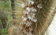 Anteprima di Echinopsis nothohyalacantha