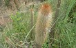 Anteprima di Echinopsis nothohyalacantha