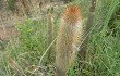 Vista previa de Echinopsis nothohyalacantha