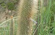 Vista previa de Echinopsis nothohyalacantha