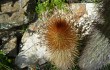 Vista previa de Echinopsis nothohyalacantha
