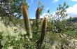 Vista previa de Echinopsis nothohyalacantha