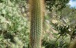 Preview photo Echinopsis nothohyalacantha